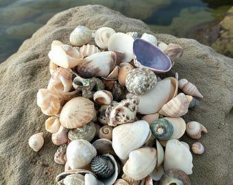 300 grams small Mixed Shells - Seashells - Australian Seashells -  Seashell Craft - Seashell Decor - Natural Shells