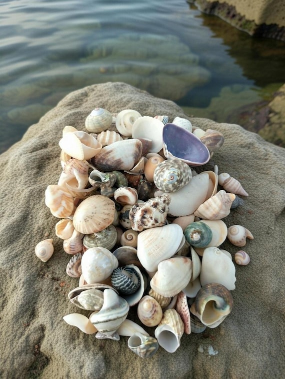 300 grams small Mixed Shells - Seashells - Australian Seashells -  Seashell Craft - Seashell Decor - Natural Shells