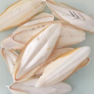 May include: A collection of dried cuttlefish bones, with a creamy white interior and a light brown edge. The bones are oval-shaped and have a slightly curved form. The image shows several pieces overlapping each other.