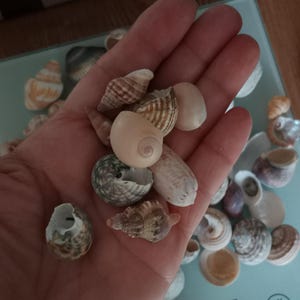 May include: A collection of various small seashells in shades of tan, brown, gray, and white. The shells feature diverse spiral, conical, and rounded shapes with textured surfaces, including smooth, ridged, and patterned varieties of marine mollusks.