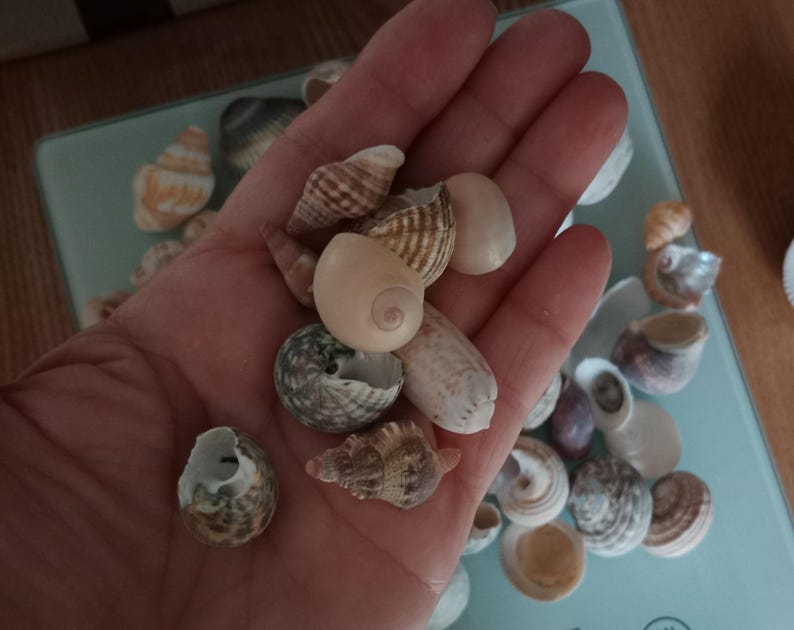 May include: A collection of various small seashells in shades of tan, brown, gray, and white. The shells feature diverse spiral, conical, and rounded shapes with textured surfaces, including smooth, ridged, and patterned varieties of marine mollusks.