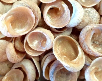 20 Babys Ear Seashells - Moon Snail Seashells - Australian Seashells -  Seashell Craft - Shell Decor -Natural Shells - Small Seashells