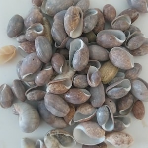 Puede incluir: Un conjunto de conchas marinas variadas en tonos marrones, grises y blancos. Las conchas son de forma ovalada con exteriores lisos e interiores abiertos. Algunas están intactas, mientras que otras están rotas o astilladas.