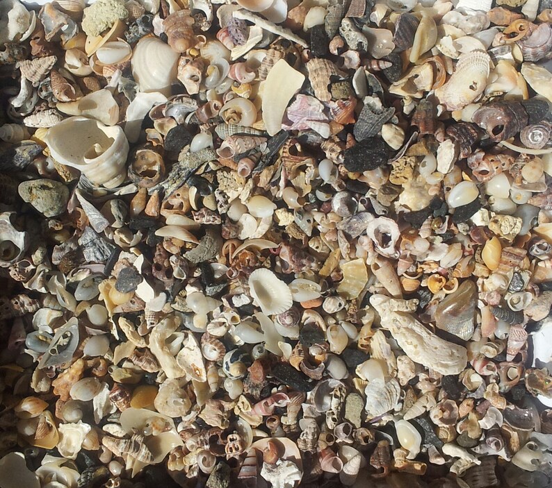 Australian Seashells 300 grams Seashell Fragments- Seashells Seashell Craft Natural Shells Seashell Decor