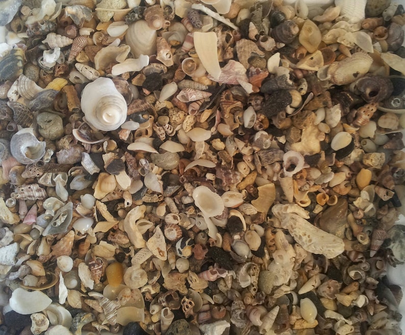 Australian Seashells 300 grams Seashell Fragments- Seashells Seashell Craft Natural Shells Seashell Decor