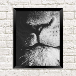 May include: Black and white close-up photograph of a lion's nose and mouth. The image is in focus and shows the details of the lion's whiskers and fur.