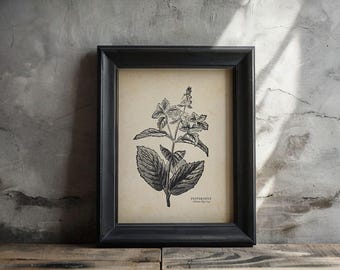 May include: Black and white botanical illustration of a peppermint plant in a black frame. The illustration is on a cream-colored background with the text "Peppermint" and "Mentha Piperita" printed below the image.