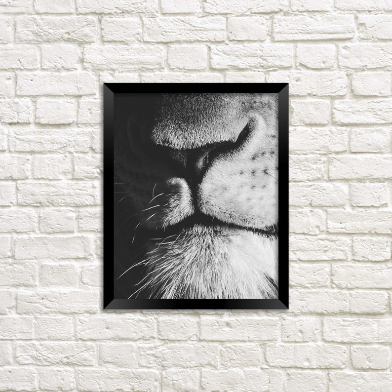 May include: Black and white close-up photograph of a lion's nose and mouth. The image is in focus and shows the details of the lion's whiskers and fur.