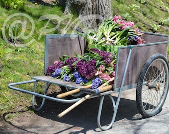 Flower Cart of Hyacinths Photo, Flower Photography, Fine Art Photography, Purple, Landscaoe Photography, Wall Art, Home Decor, Office Decor