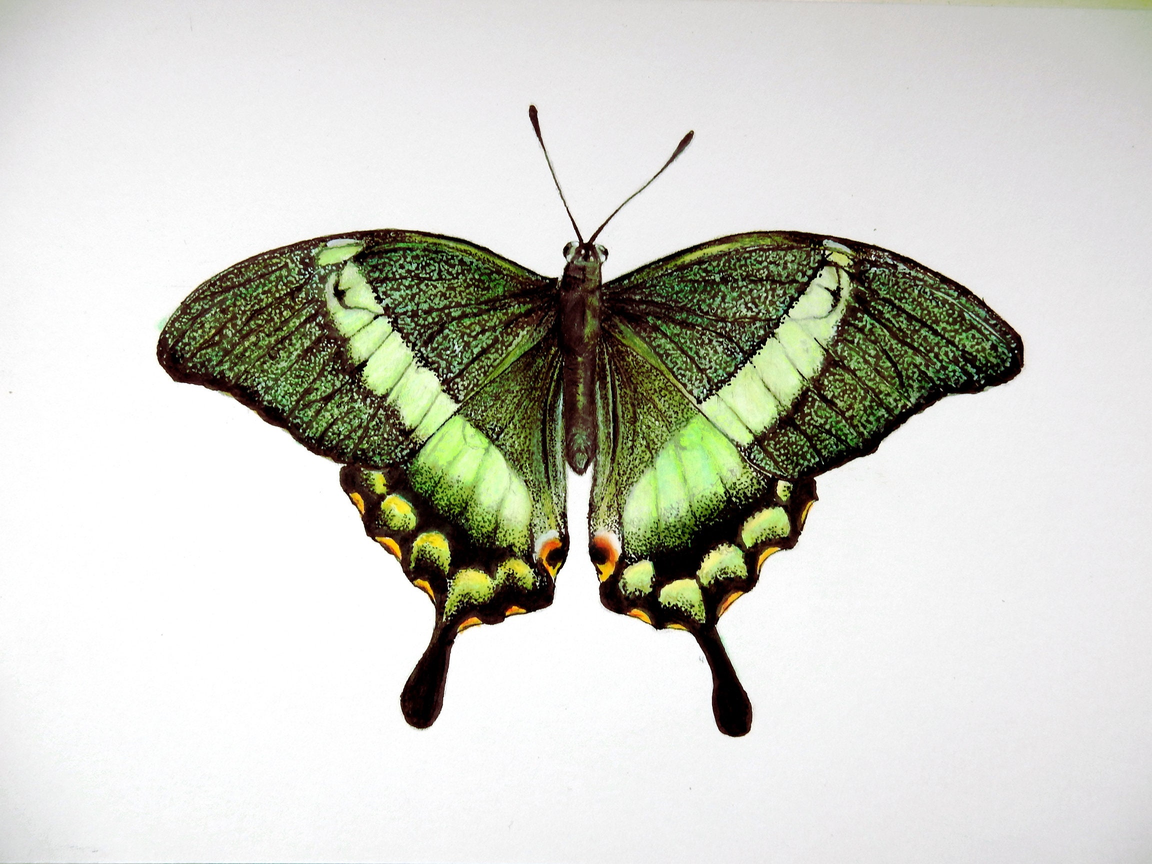 Черно зеленая бабочка. Малинница. Бабочка Малинница. Бабочка арт.