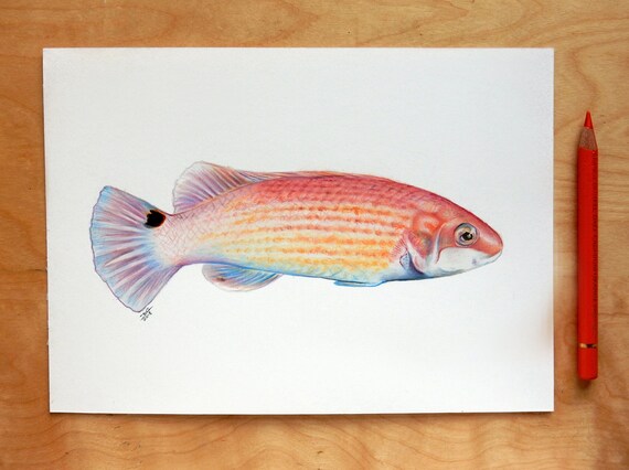 Originale Fisch Leben Im Meer Und Kusten Kunst Zeichnung Etsy