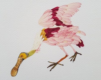 Roseate Spoonbill Print