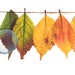 Thanksgiving Decor Autumn Leaves Thankful Printable Thanksgiving Gift ...