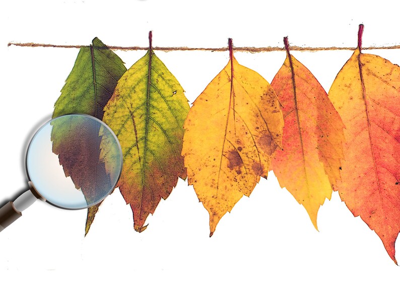 Thanksgiving Decor Autumn Leaves Thankful Printable - Etsy