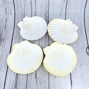 May include: Four white seashells with a ribbed texture. The shells are arranged in a square shape on a light wood background.