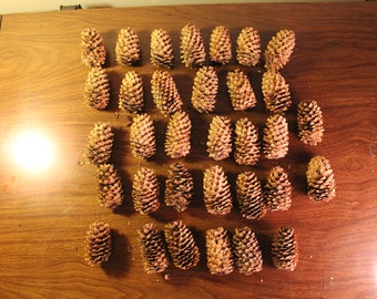 Pine Cones from a Blue Spruce in Arizona - collected 2018 - Lot of 32 Pine Cones - each about 2 1/2 to 3 inches - Very Good Condition