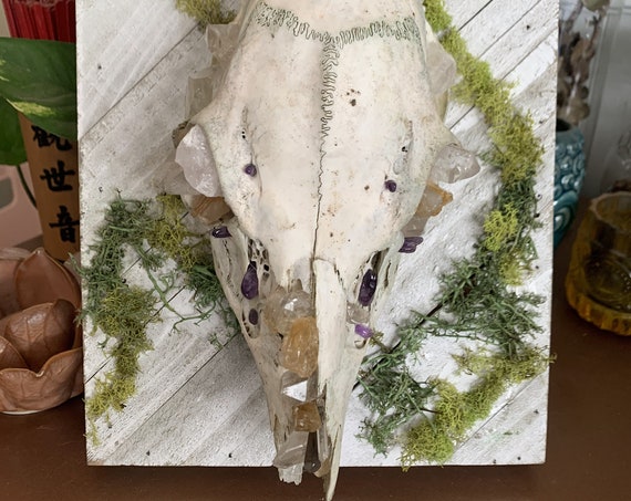 Crystalized Doe Skull - Wall Art - GOREgeous Oddities