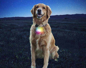 disco dog collar