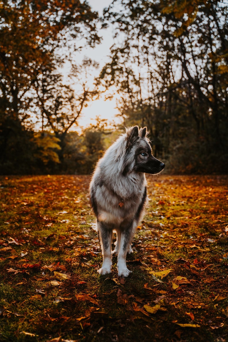 Pet Id Tag Dog Tag Dog Tags for Dogs Maple Leaf Twilight Etsy