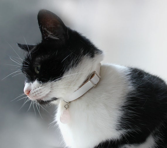 Collier de chat en cuir blanc de luxe avec numéro de téléphone