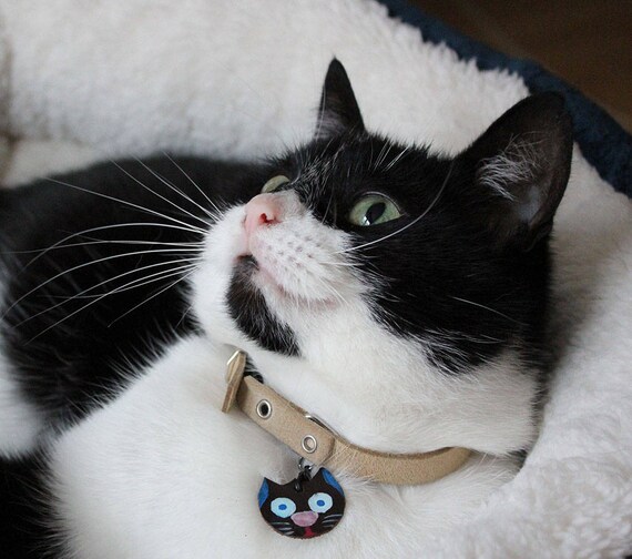 modern cat collars