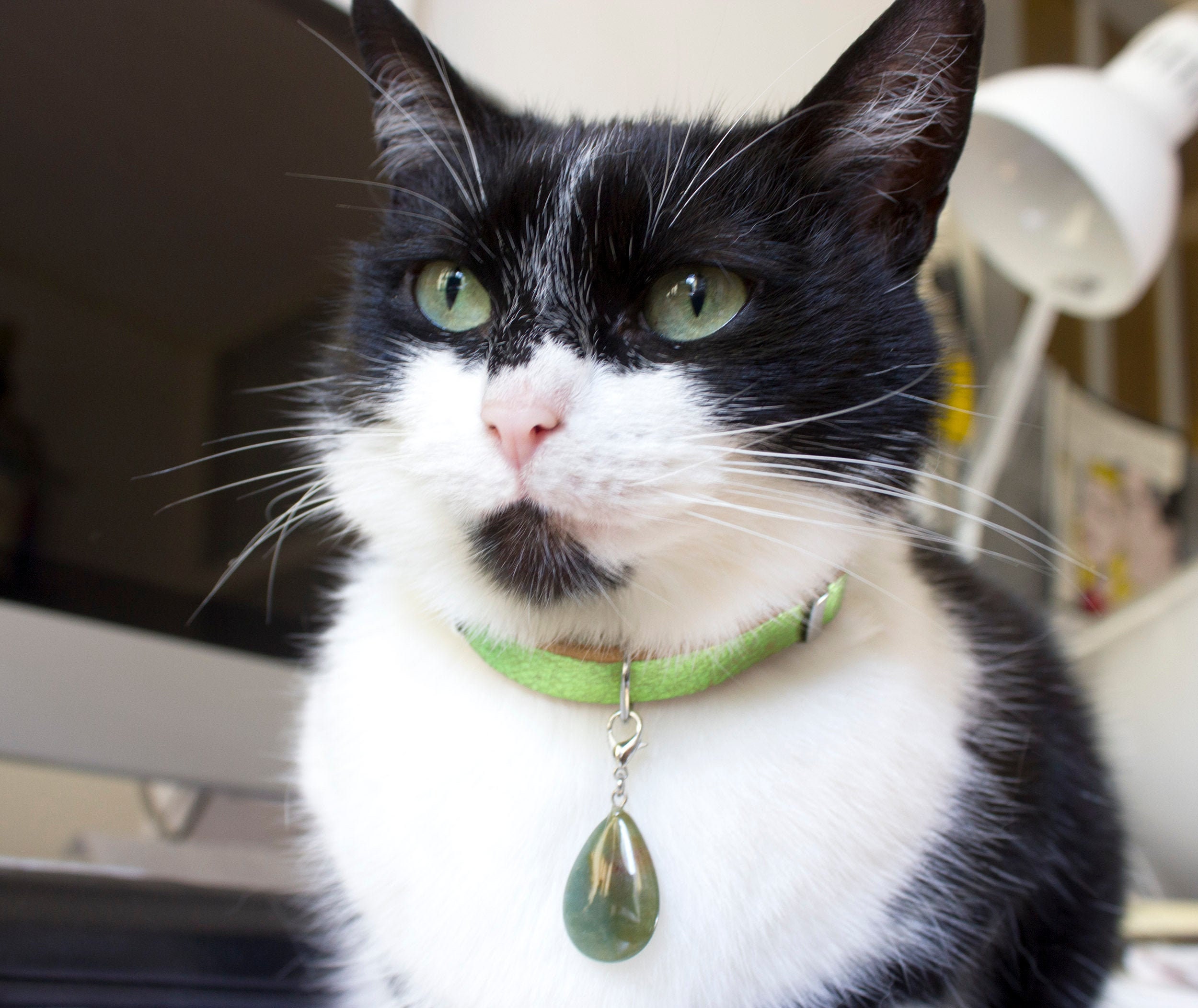 fluorescent cat collar