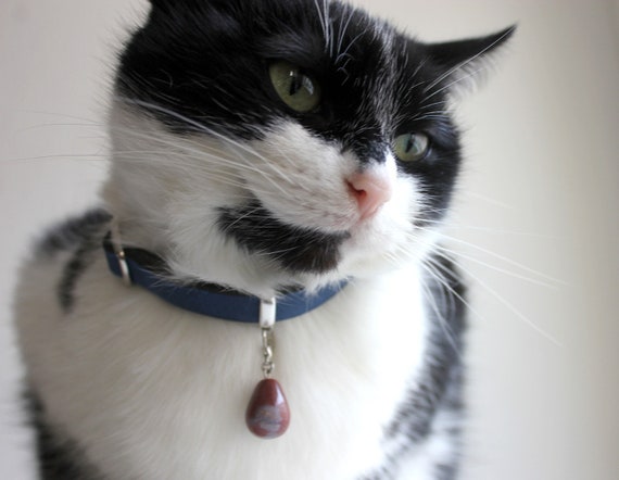 cool cat collar