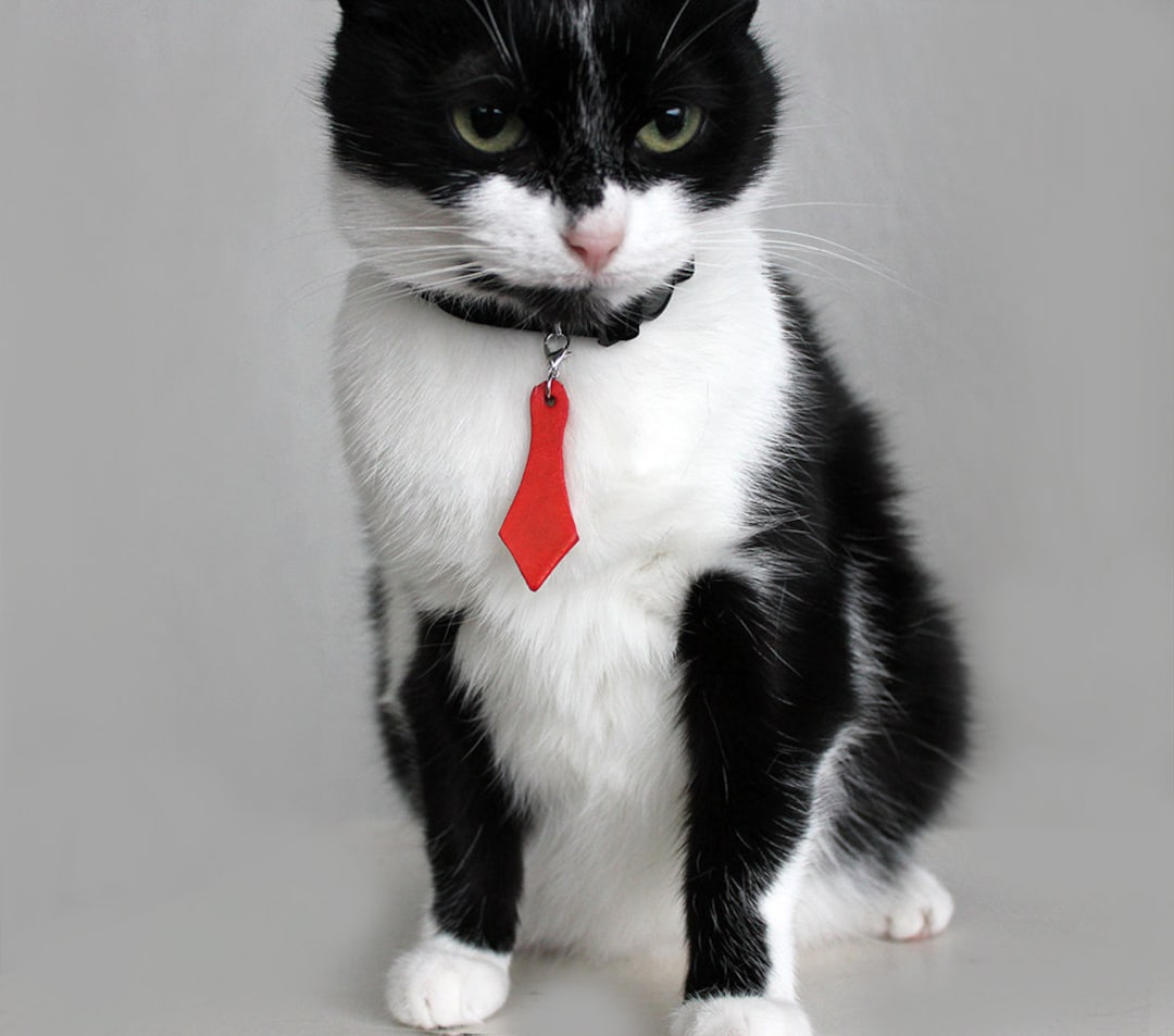 Black bow top tie cat collar
