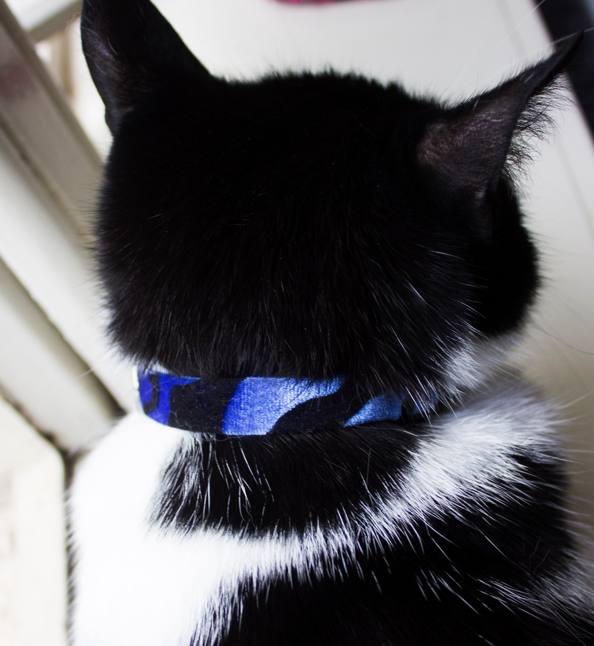 Blue Black Velvet Cat Collar With Bell Breakaway Soft Fancy Etsy