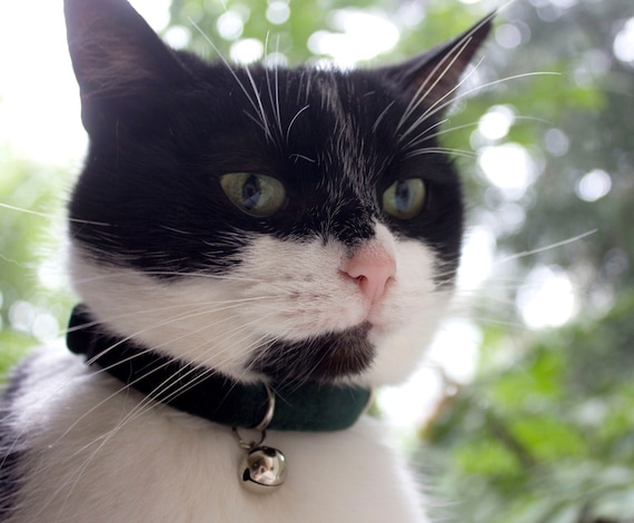dark green cat collar