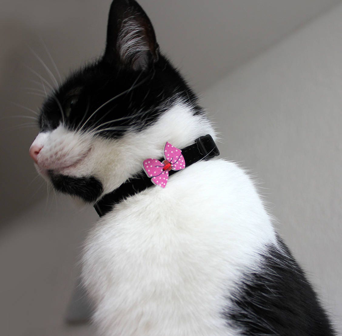 ribbon cat collar