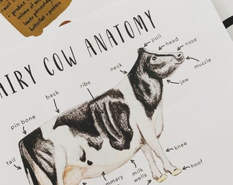 Cow Anatomy | Homeschool Printables | Homeschool Resources | Dairy Cow | Animals | Montessori Cards | Learning Cards | Farm Learning