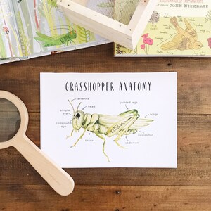 Grasshopper Anatomy | Printables | Homeschool Resources | Nature Anatomy | Insect Anatomy | Montessori Cards | Learning Cards | Bugs