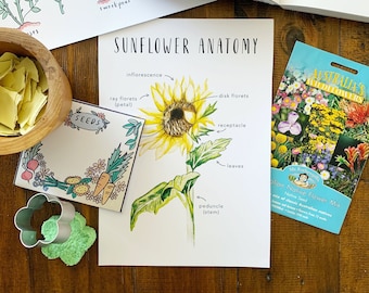 Sunflower Anatomy | Printables | Homeschool Resources | Flower | Sunflower | Montessori Cards | Learning Cards