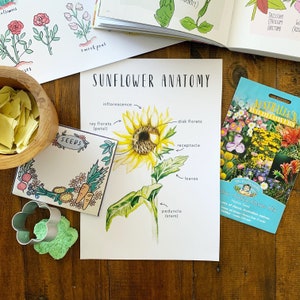 Sunflower Anatomy | Printables | Homeschool Resources | Flower | Sunflower | Montessori Cards | Learning Cards