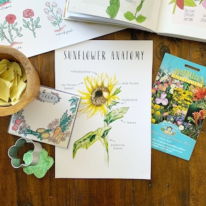 Anatomie du tournesol | Imprimables | Ressources pour l'école à la maison | Fleur | Tournesol | Cartes Montessori | Cartes d'apprentissage