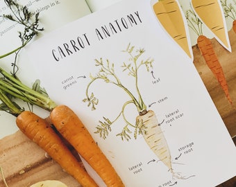 Carrot Anatomy | Homeschool Resources | Botonical Cards | Montessori Cards | Learning Cards | Gardening Homeschool | Spring Printables