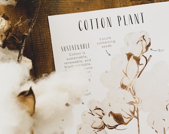 Cotton Plant Anatomy | Science Cards | Homeschool Resources | Botonical Cards | Montessori Cards | Learning Cards