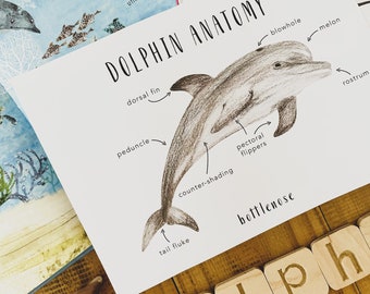 Dolphin Anatomy | Printables | Homeschool Resources | Earth | Montessori Cards | Learning | Ocean Anatomy | Sea Life