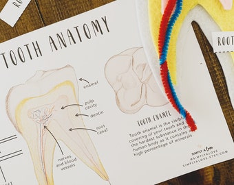 Tooth Anatomy Lesson | Printables | Homeschool Resources | Teeth | Montessori Cards | Learning Cards