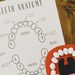 Teeth Anatomy Lesson Printables Homeschool Resources Teeth Montessori ...