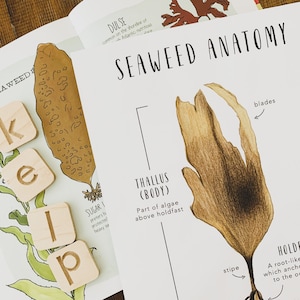Anatomía de algas / Imprimibles / Recursos de educación en el hogar / Tierra / Tarjetas Montessori / Tarjetas de aprendizaje / Anatomía del océano / Vida marina