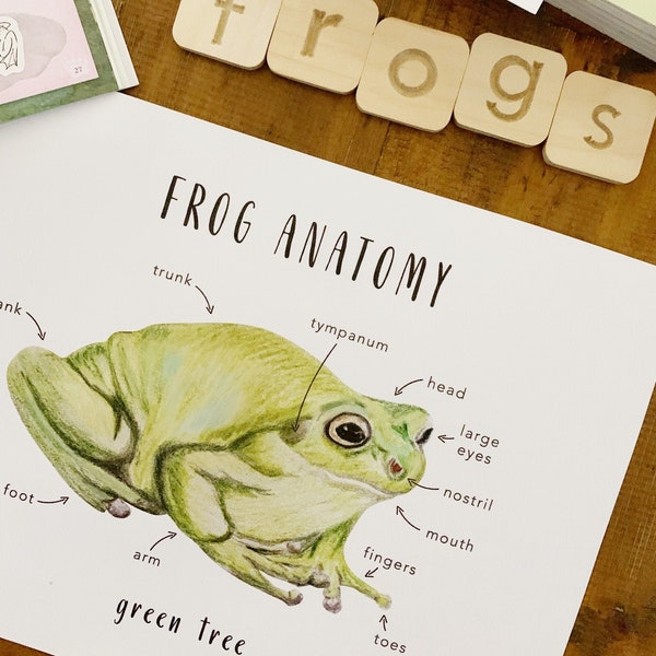 Green Tree Frog - Etsy