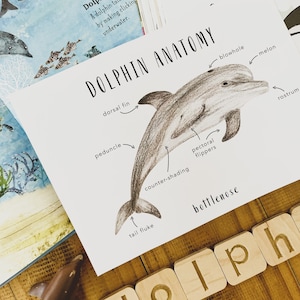 Dolphin Anatomy | Printables | Homeschool Resources | Earth | Montessori Cards | Learning | Ocean Anatomy | Sea Life