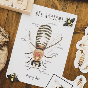 Anatomia delle api / Stampabili per la scuola domestica / Risorse per la scuola domestica / Api / Api mellifere / Carte Montessori / Carte di apprendimento