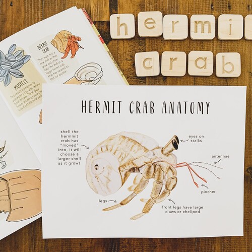 Monarch Butterfly Anatomy Homeschool Printables Homeschool | Etsy