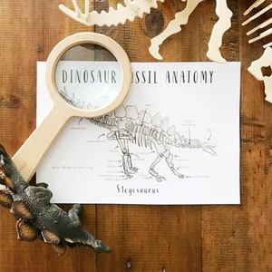 Dinosaur Fossil Anatomy | Printables | Homeschool Resources | Animal Anatomy | Montessori Cards | Learning Cards | Stegesaurus