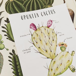 Anatomie des cactus | Sciences | Figue de Barbarie | Ressources pour l'école à la maison | Cartes botaniques | Cartes Montessori | Cartes d'apprentissage