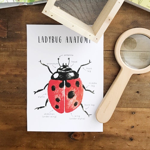 Ladybug Anatomy Printables Homeschool Resources Ladybugs - Etsy
