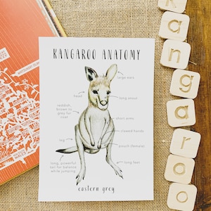 Känguru Anatomie | Homeschool Ausdrucke | Homeschool-Ressourcen | Känguru | Australische Tiere | Montessori Karten | Lernkarten